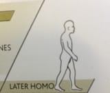 later homo
