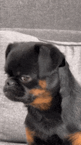dog-look