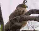 kamenraptor_thumb.jpg