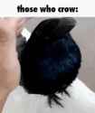 those-who-crow-but-low-quality_thumb.jpg