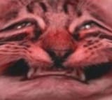 1733240175680447m