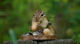 Nuts