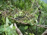 Gorilla_nest_in_the_Mawambi_HIlls