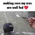 cro-feeding-cro_thumb.jpg