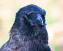 crow-wink_thumb.jpg