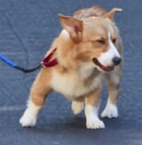disgustdog
