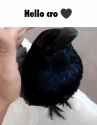 hello-cro-crow_thumb.jpg