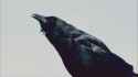 crow-bird_thumb.jpg