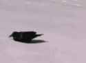 crow-snow_thumb.jpg