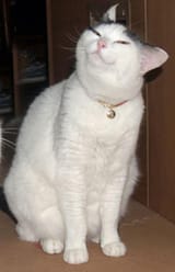 smug_cat
