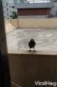 feed-me-bird-trick_thumb.jpg