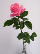 Touch-of-Class-class-1-5