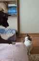 cat stare down_thumb.jpg