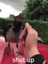 crow-raven (1)_thumb.jpg