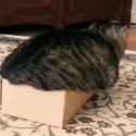 cat_thumb.jpg