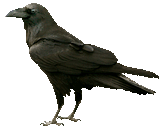 the-crow