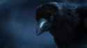 crow-de-by-da-scare_thumb.jpg