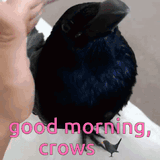 crow-crow-nymph
