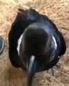 hi-crow_thumb.jpg