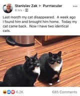 two cats