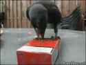 crow (1)_thumb.jpg