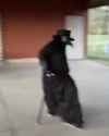 the-plague-doctor-the-plaque-doctor_thumb.jpg