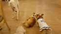 Corgis vs Borzoi_thumb.jpg