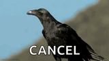 crow-bird