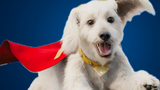 Super-Bowl-Superman-2025-Krypto-the-Superdog-3234852115