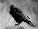 crow-bird (1)_thumb.jpg