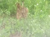 bun