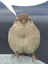 vogel-bird