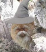 Gandalfcat