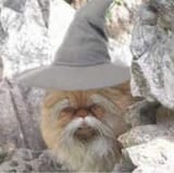 gobacktotheshadmeows