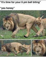 time for your ball biting honey