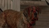 cujo