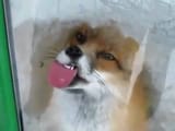 maxresdefault
