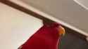laughing-parrot_thumb.jpg