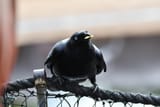 raven_with_chep__wild__by_thebootesartvoid_dfhcfob-fullview