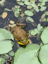 gribbit-frog