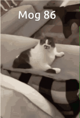 mog-moggy