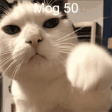mog-mog50
