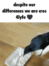 me-and-cro-cro-friends