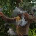 birds-attack-all-that_thumb.jpg