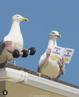 gym-life-seagull