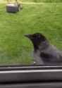 cat-bird_thumb.jpg