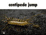 centipede-jump-centipede