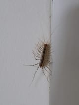 reminder-not-to-kill-house-centipedes-these-darn-things-v0-m4thfl84u12f1