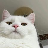 Cat monitoring the situation
