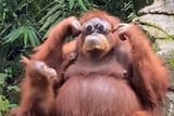 1628050698_orangutan-sunglass-1200x800